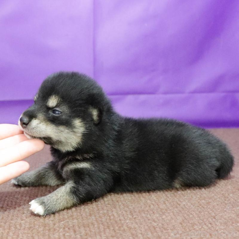 販売中の愛知県の柴犬-403383の2枚目